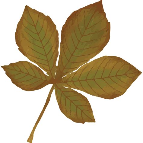 Autumn Leaves Clip art Element Transparent Background 24398158 PNG