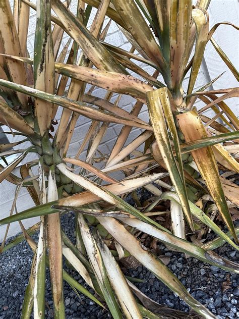 Is My Soft Leaf Yucca Doomed? : r/AustinGardening