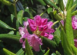 Image result for Rhododendron Teae