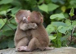 Image result for Monkeys Hugging