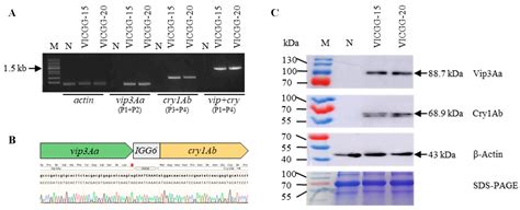 Utilizing the Fungal Bicistronic System for Multi-Gene Expression to ...