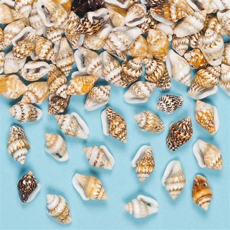 Mini Craft Shells - Baker Ross