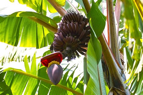 Royal Paradise Garden Exotic Musa acuminata 'Red Dacca' Red Banana ...