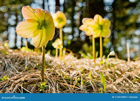 Christmas Rose - Early Spring Flowers in the German Alps Stock Image ...
