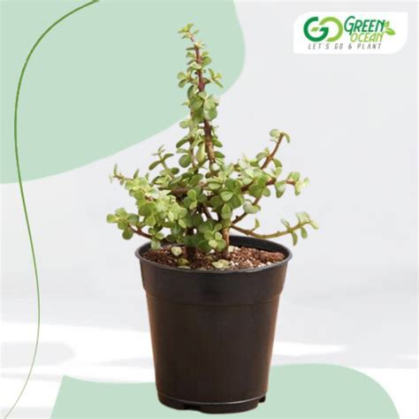 Jade Plant - Green Ocean: Buy Plants Online | Premium Corporate Gifts | Bulk Plants & Gardening ...