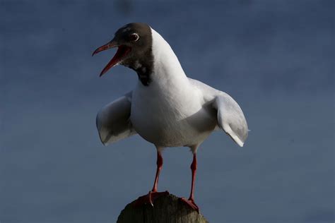 Quoile Field Trip, Quoile Countryside Centre, Downpatrick, 23 June 2024 ...