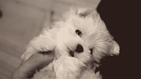 Dog Fondant Tutorial 的图像结果