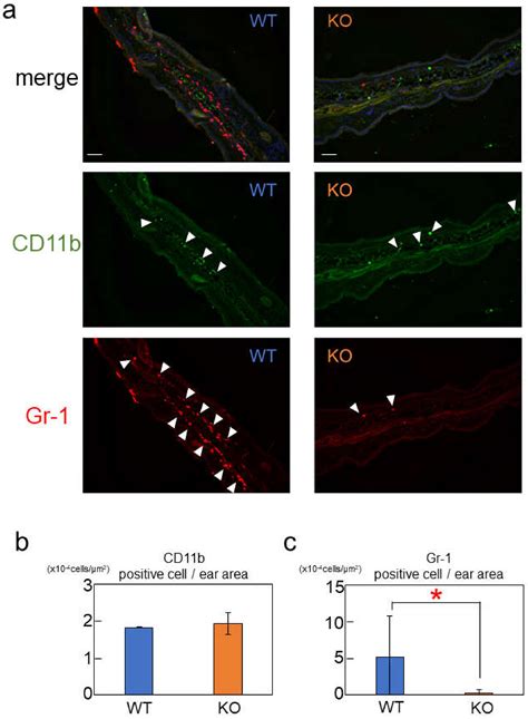 Rab44 Deficiency Induces Impaired Immune Responses to Nickel Allergy