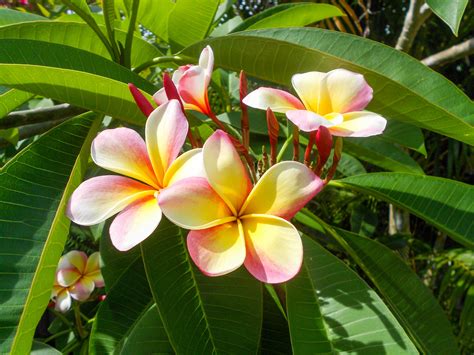 Flowers Of The Tropics