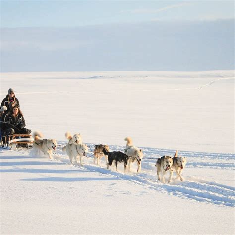 DOGSLEDDING ICELAND (2026) All You Need to Know BEFORE You Go (with ...