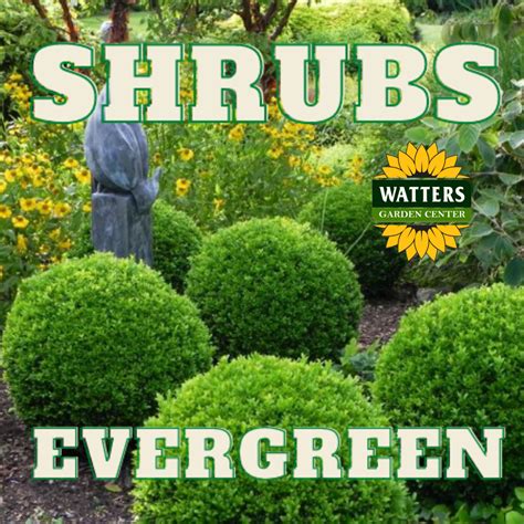 EVERGREEN SHRUB - Watters Garden Center