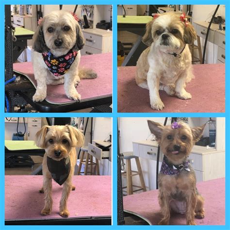 Fully Groomed Dogs – Toms River, NJ – Salty Dog Grooming
