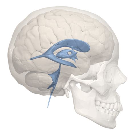 Cerebral Ventricles | Overview, Anatomy, Facts & Systems