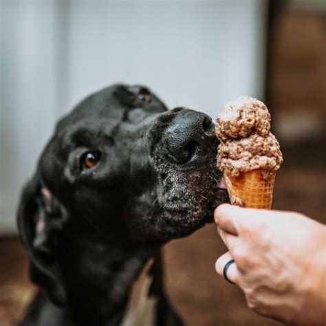 Puppies Eating Ice Cream