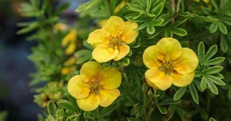 Что такое курильский чай: описание и фото растения Dasiphora fruticosa ...