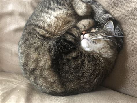 Curled ball : r/curledfeetsies
