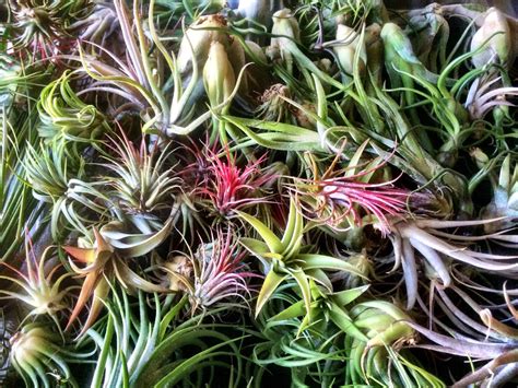 Are Air Plants Endangered at Sandra Miles blog