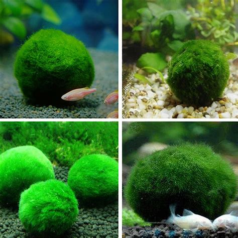 5pcs 3-4cm Green Marimo Moss Ball Cladophora Live Aquarium Plant Fish ...