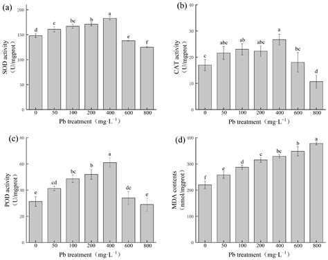 The Potential of Paulownia fortunei L. for the Phytoremediation of Pb