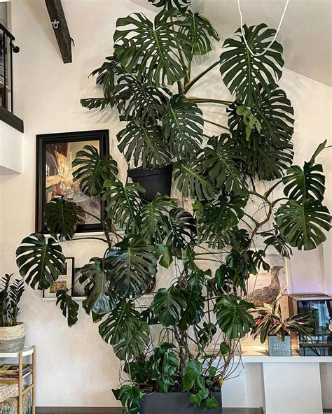 Monstera plant care guide – Artofit