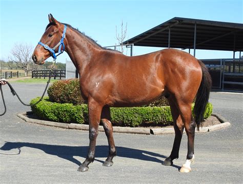2021 SEPTEMBER (Early) Online Sale | Inglis Digital Online Auctions