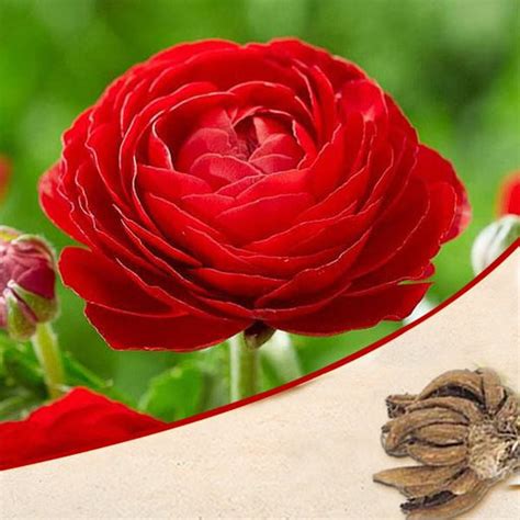 Buy Ranunculus Flower Bulbs online from Nurserylive at lowest price.