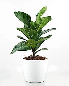 UGALOO Fiddle leaf Fig Plant : Amazon.in: Garden & Outdoors