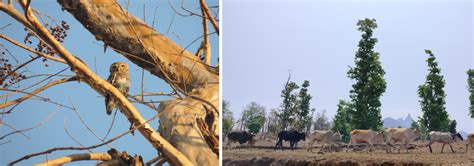 RAPTOR RESEARCH AND CONSERVATION FOUNDATION