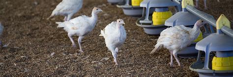 USDA Confirms Highly Pathogenic Avian Influenza in a Commercial Turkey ...