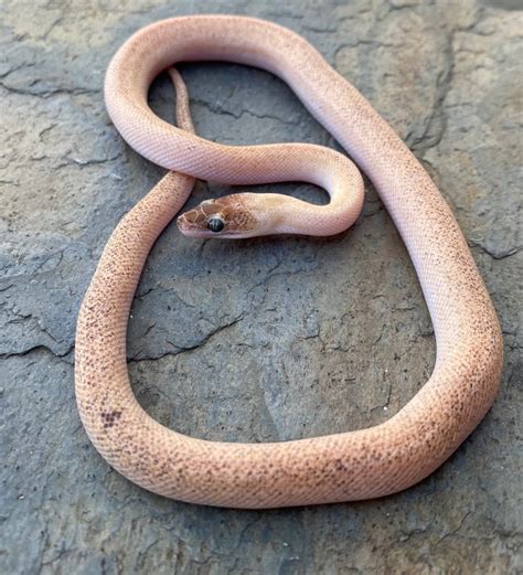 Image result for Python Boys