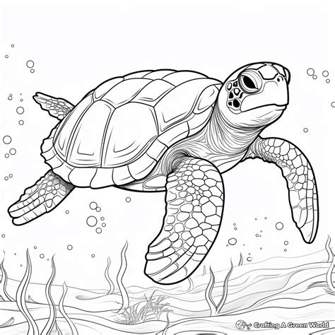 Turtle for Adults Coloring Pages - Free & Printable!