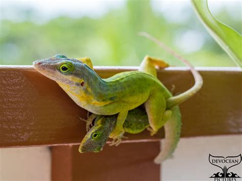 Green tree lizards (Anolis bimaculatus) mating - Devocean Pictures