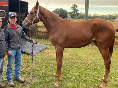 How Horses Sleep: A Guide For Understanding Equine Sleep.