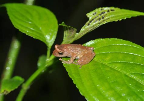 Taxonomic study discovers 13 new bush frog species in northeast