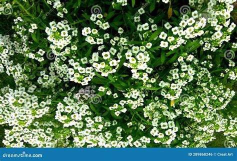 Tiny White Flowers in Garden Stock Photo - Image of bloom, blossom ...