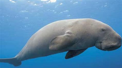 In a first, Tamil Nadu to establish conservation reserve for sea cows ...
