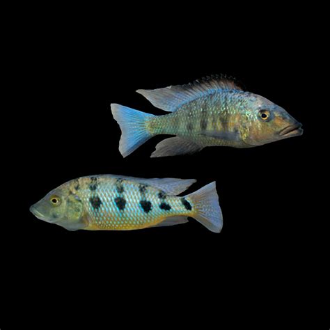 Sand Digger Cichlid / Fossorochromis rostratus 3"+ – Best4Pets