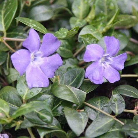 Buy lesser periwinkle ( syn. La Grave ) Vinca minor 'Bowles's Variety ...