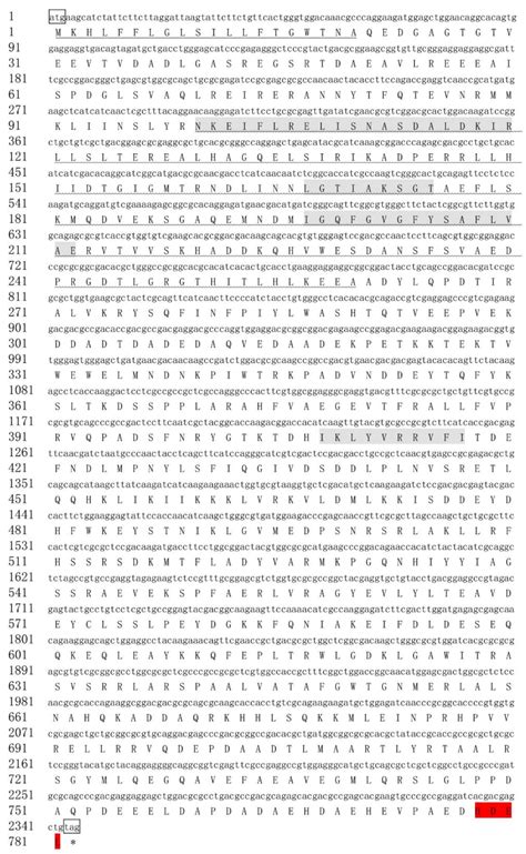 Different Responses of Cytoplasmic and Endoplasmic Reticulum Hsp90 ...