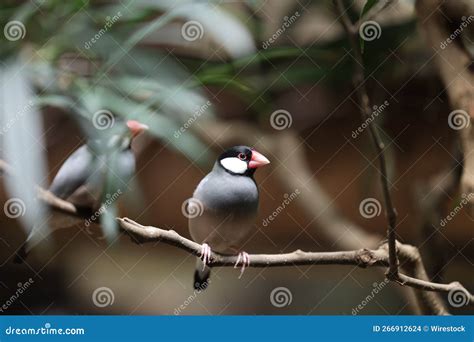 Fawn Java 的图像结果