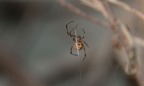 Male Brown Widow Spider