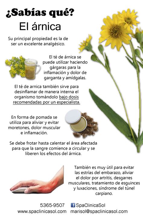 La maravillosa árnica | Hierbas curativas, Medicina con hierbas ...