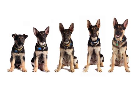 How Much Does German Shepherd Weight - Plabor