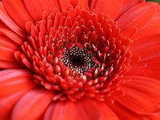 significato dei fiori gerbera scelte per te giardino fiore gerbera significato dei fiori gerbera scelte per te giardino fiore gerbera