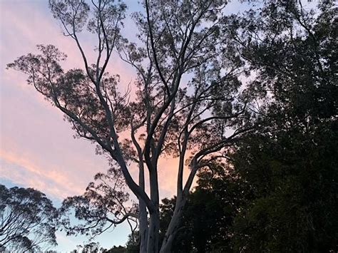 International Dawn Chorus Day Walk, Mill pond car park, St Helier, 7 ...