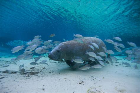 Best Places to See Wildlife in the USA: 11 Must Visit Destinations