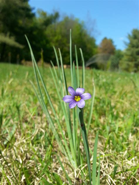 Blue-eyed Grass - Hidden Habitat