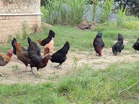 Royal Roosters & Eggs