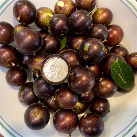 Hybrid Jaboticaba - Plinia sp. "Grimal" Fruit Plant – M-Tech Gardens