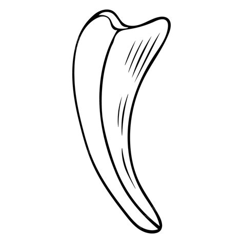 Handdrawn Doodle Animal Fang Illustrated In Black And White Vector ...
